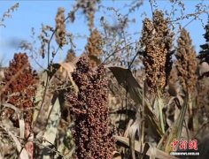 山西柳林：机械化抢收秋粮 财产链赋能增